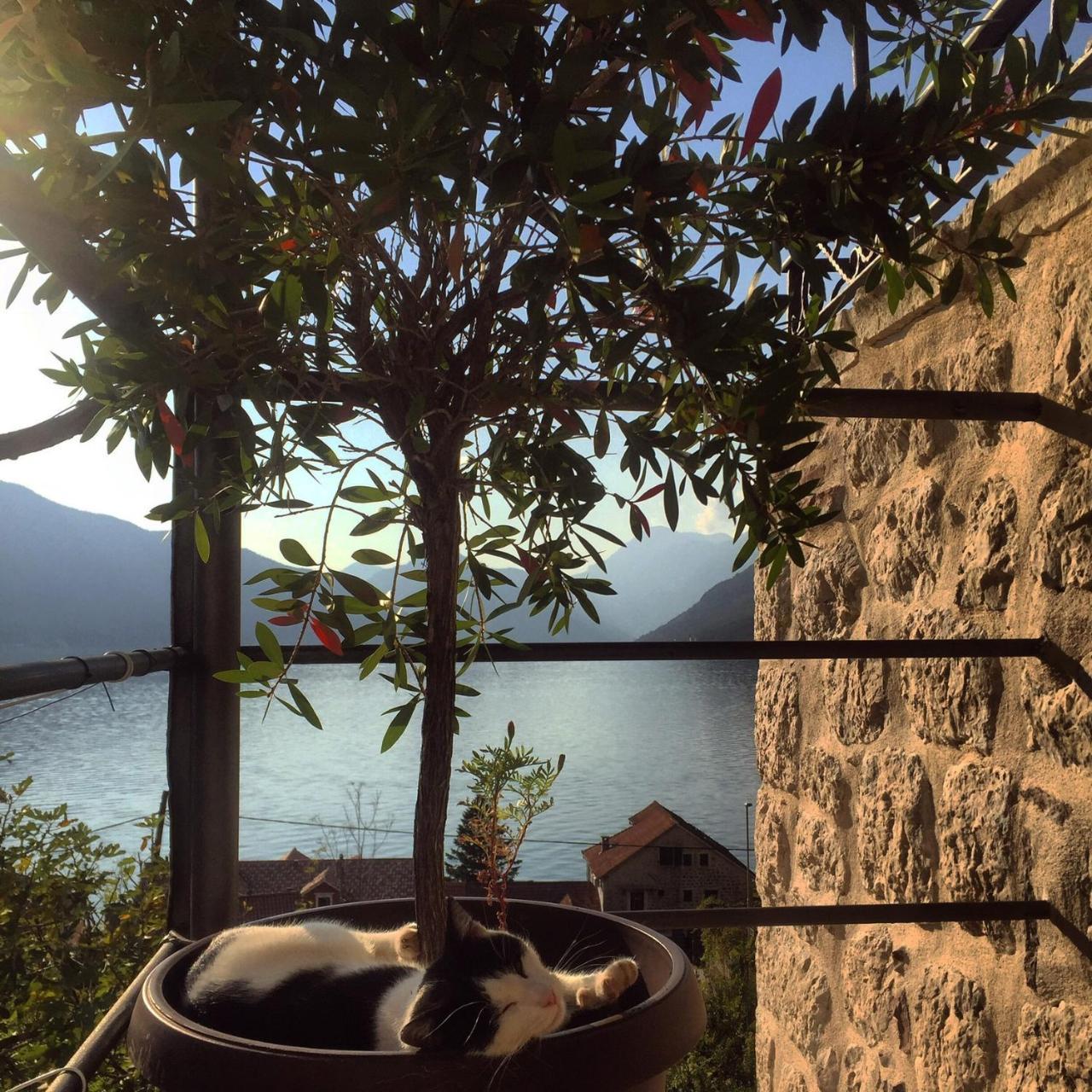 Apartment Terazza Di Ljuta Kotor Dış mekan fotoğraf